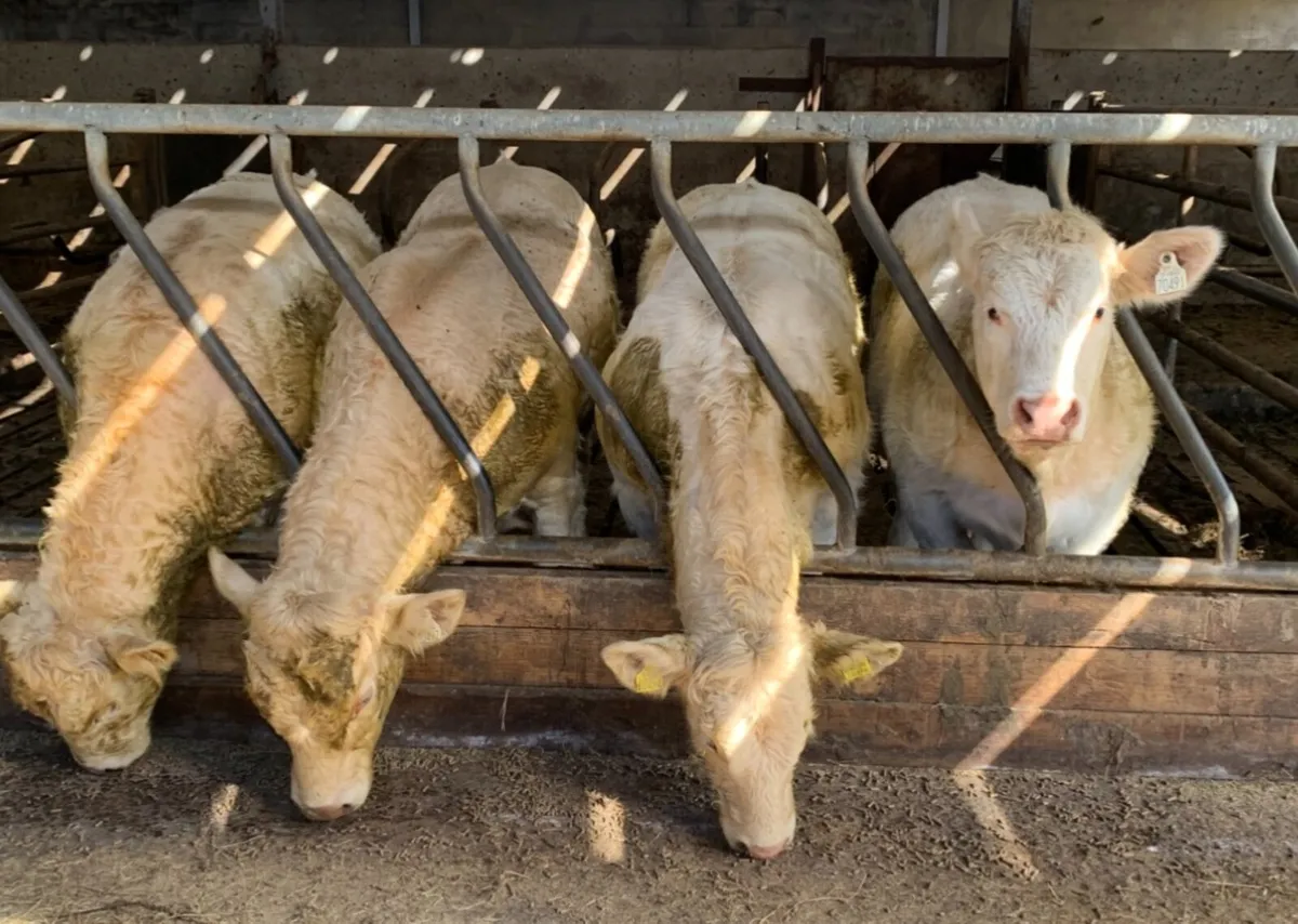 Charlaois Bulls & Heifer Weanling - Image 2
