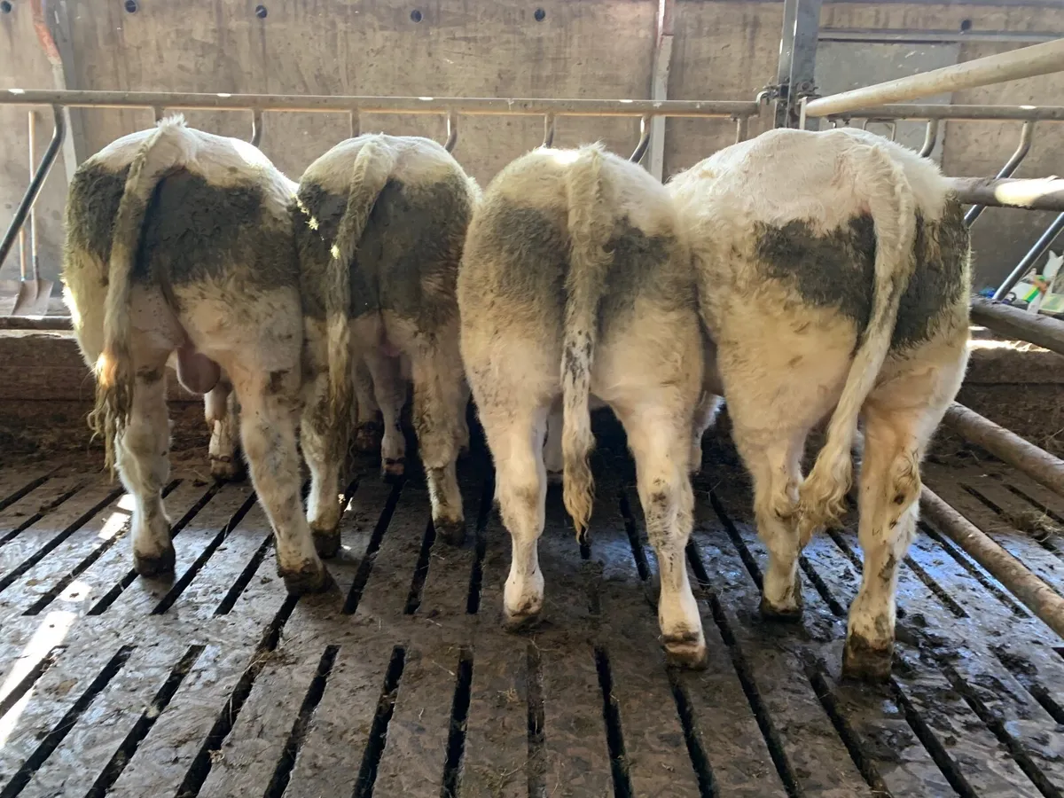 Charlaois Bulls & Heifer Weanling - Image 1