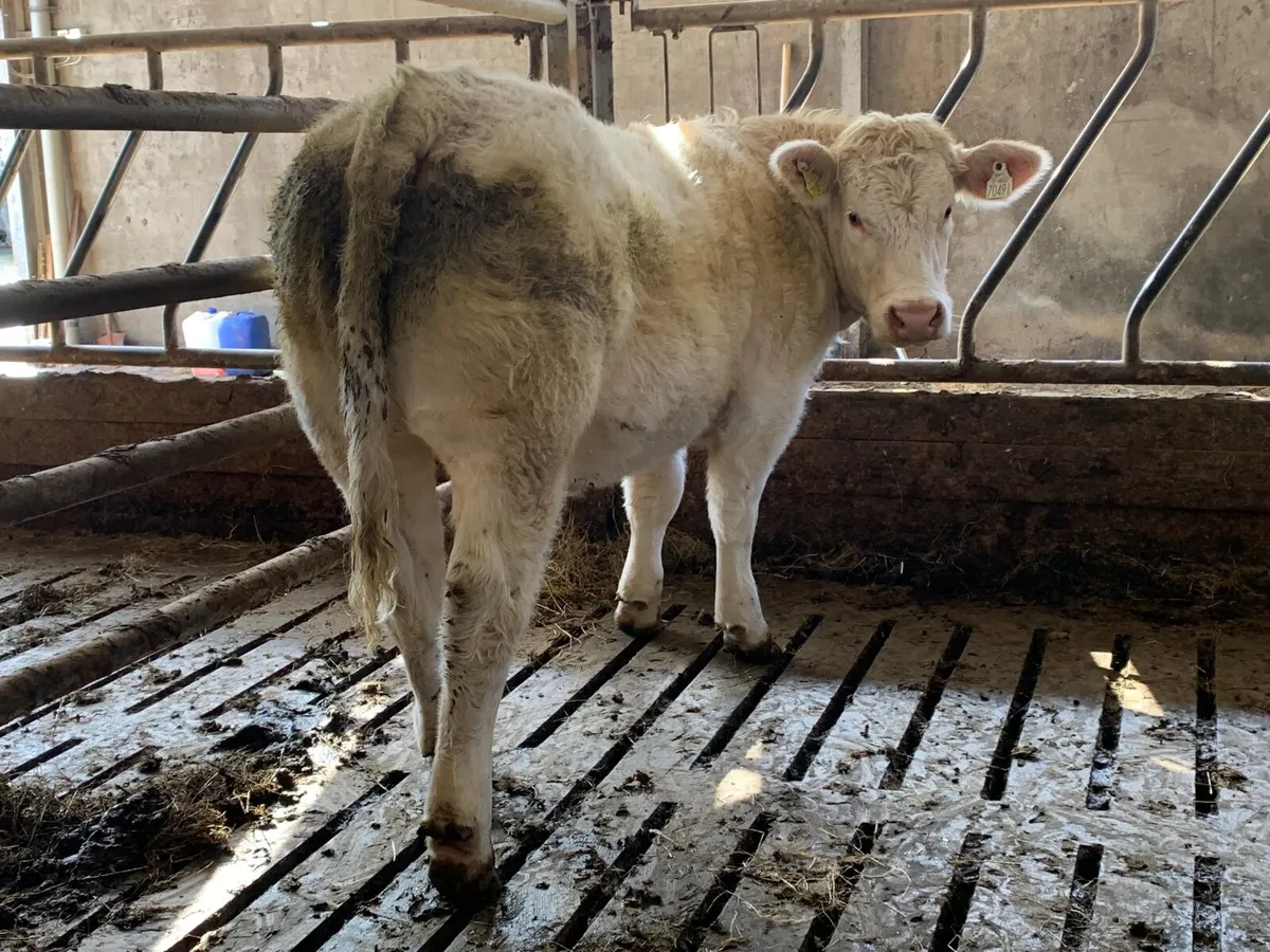 Charlaois Bulls & Heifer Weanling - Image 3
