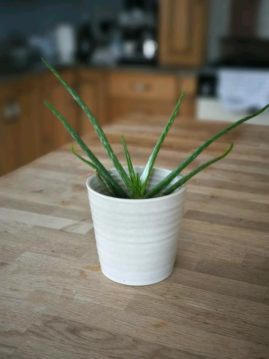 Aloe Vera plants - Image 2