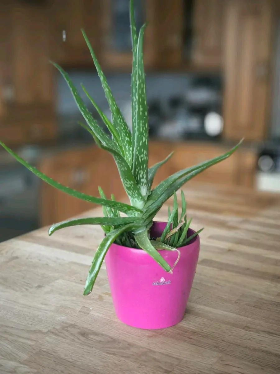 Aloe Vera plants - Image 3