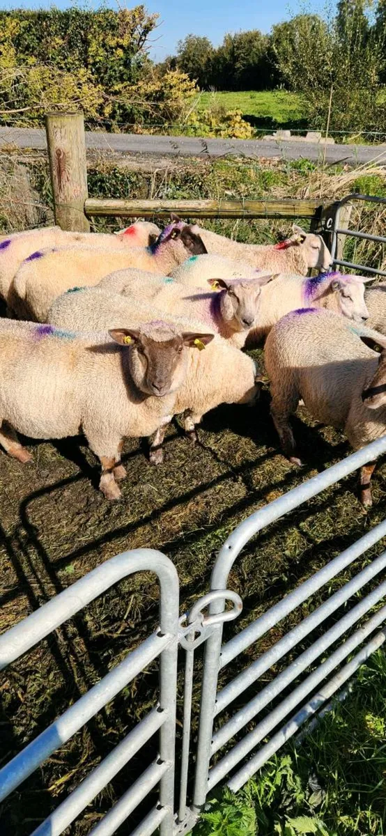 Ewe lamb's - Image 3