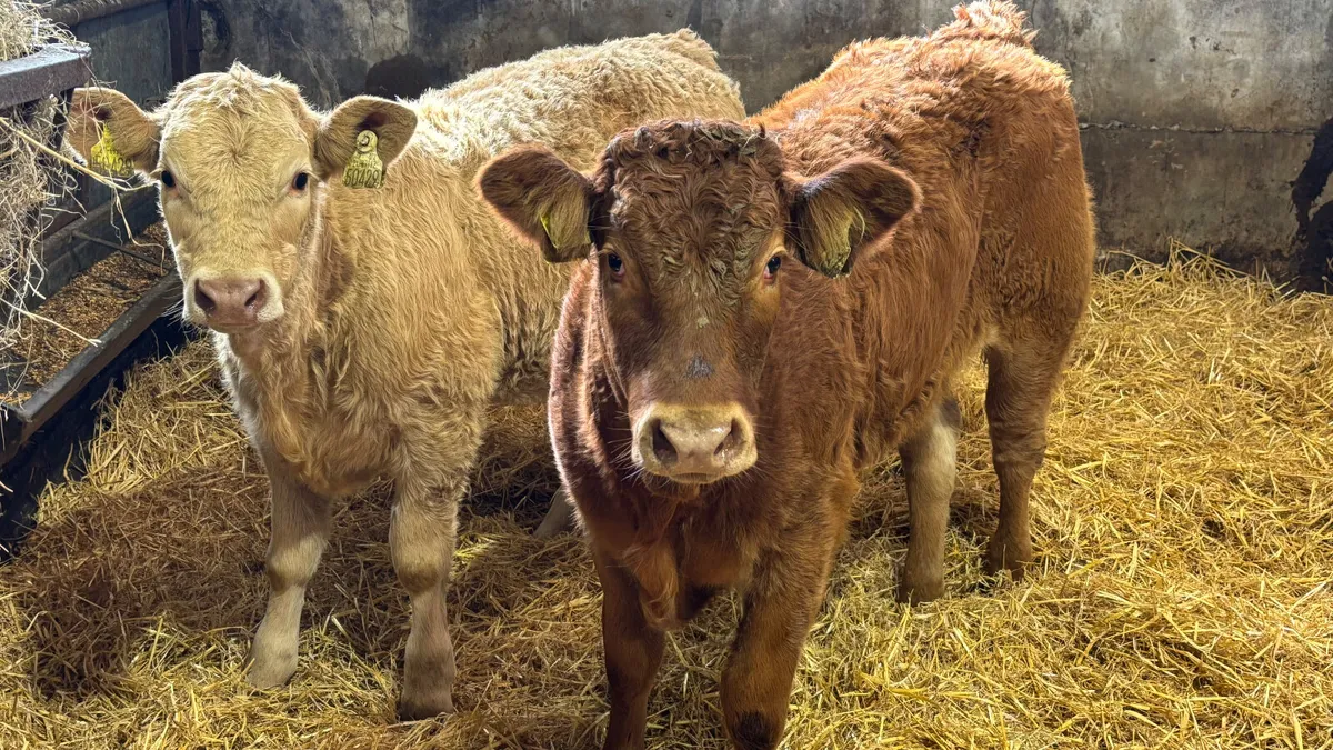 ⭐️2 Limousin Heifer Wealings ⭐️ - Image 3