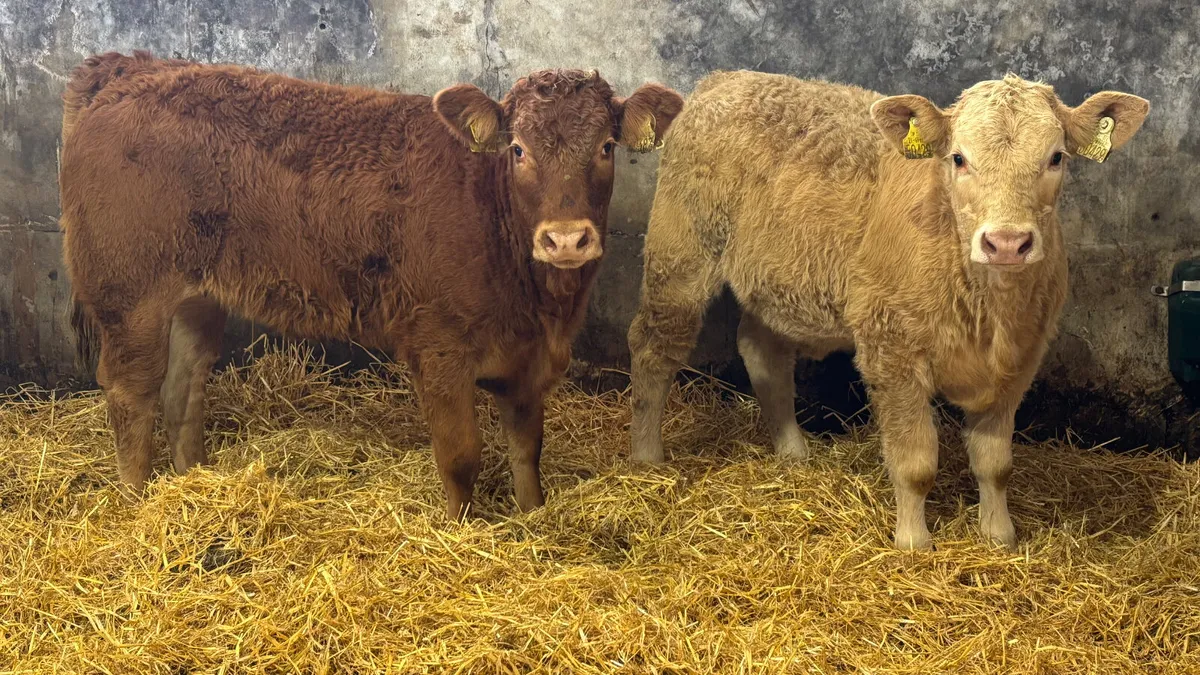 ⭐️2 Limousin Heifer Wealings ⭐️ - Image 1