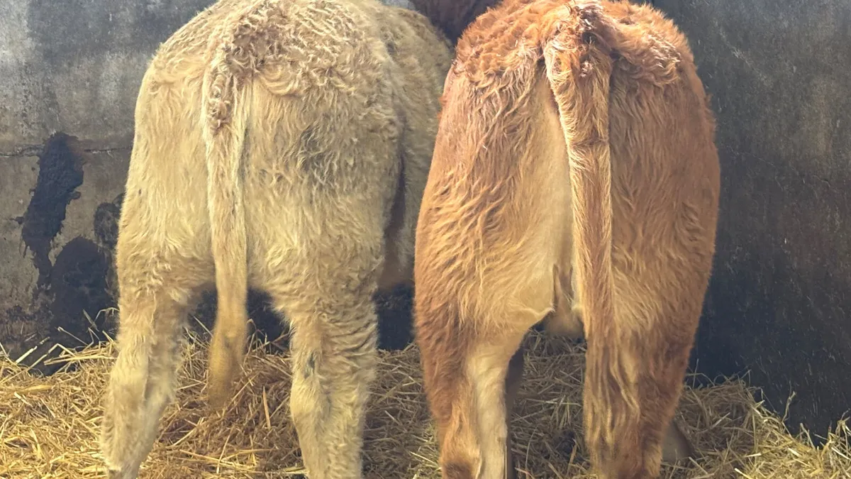 ⭐️2 Limousin Heifer Wealings ⭐️ - Image 2