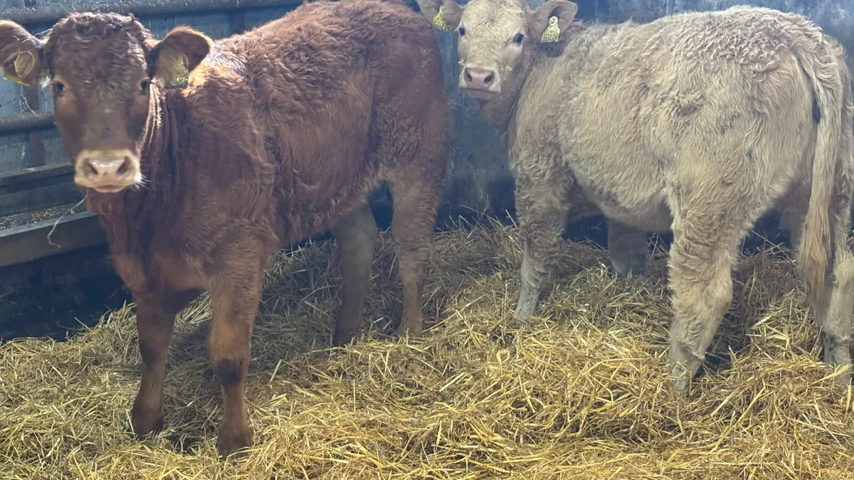 ⭐️2 Limousin Heifer Wealings ⭐️ - Image 4
