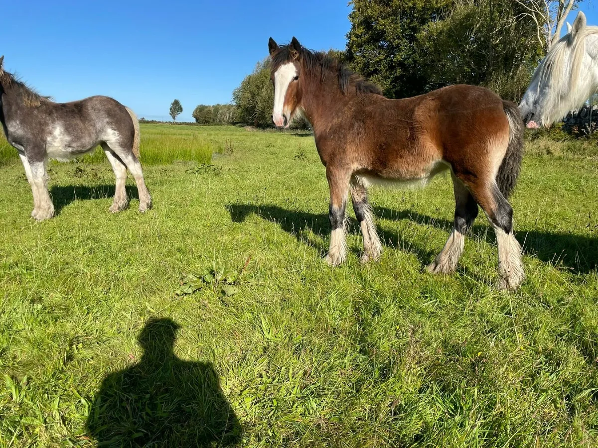 Filly Foals - Image 1