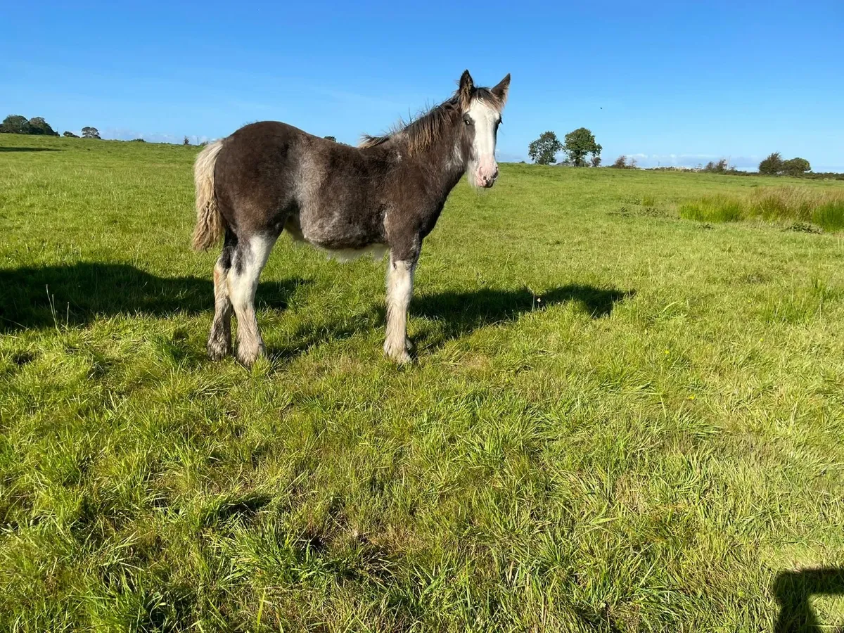 Filly Foals - Image 2