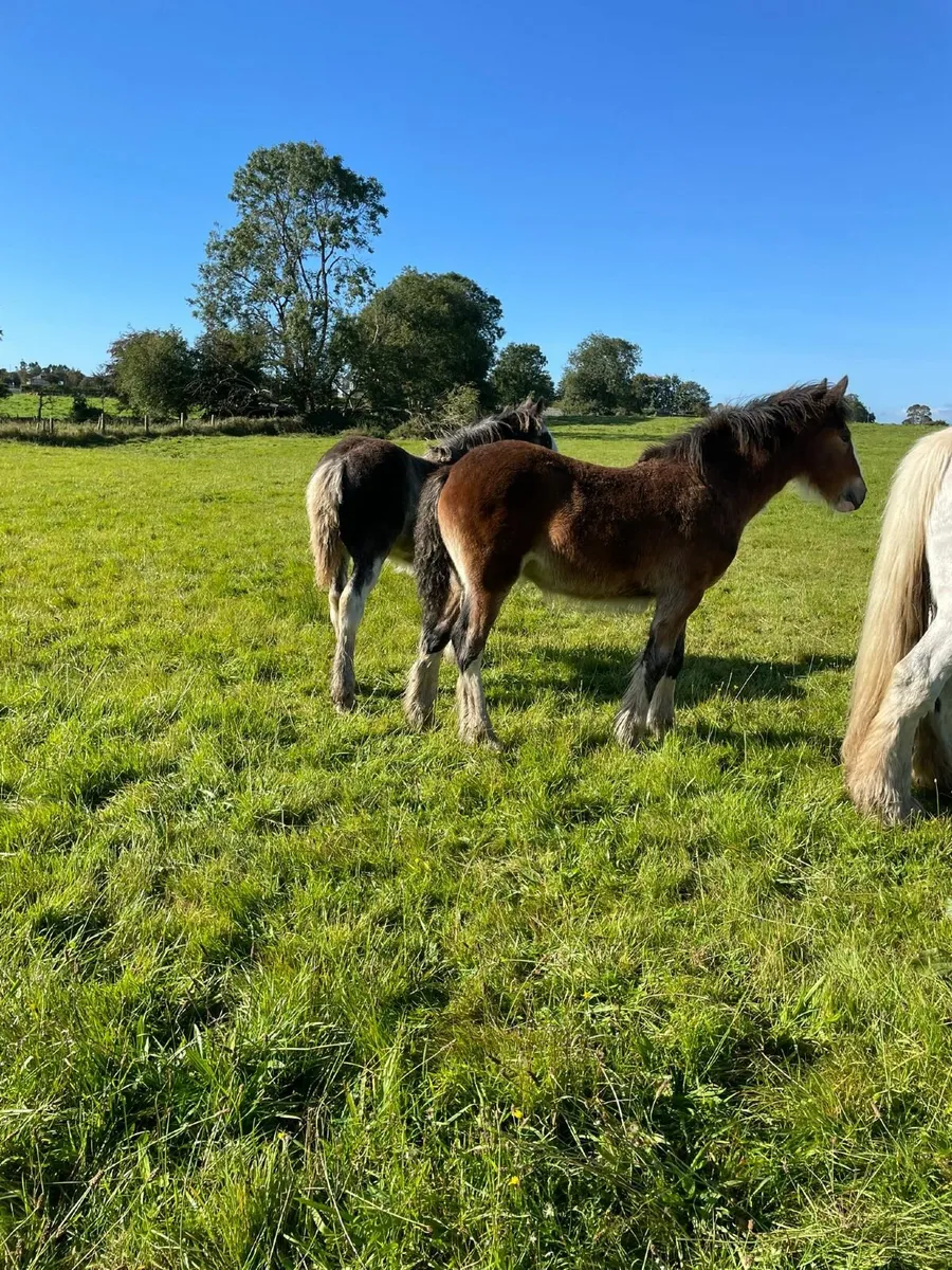 Filly Foals - Image 3