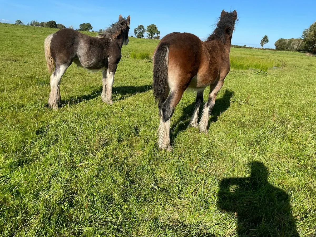 Filly Foals - Image 4