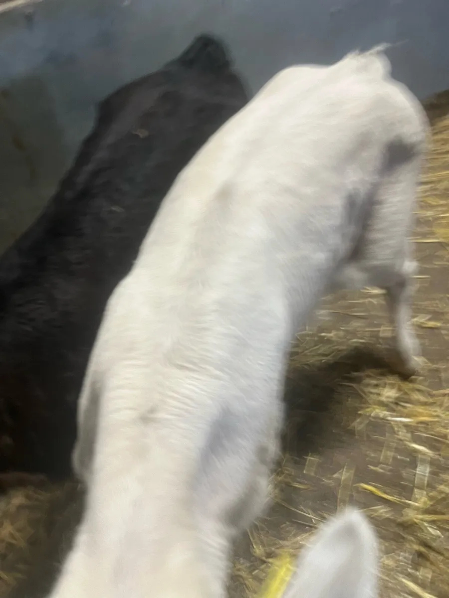 Suck calfs for sale - Image 1