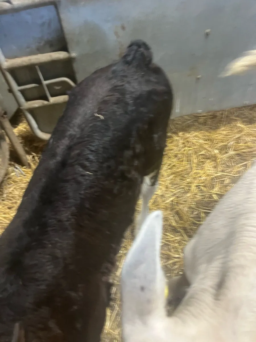 Suck calfs for sale - Image 2