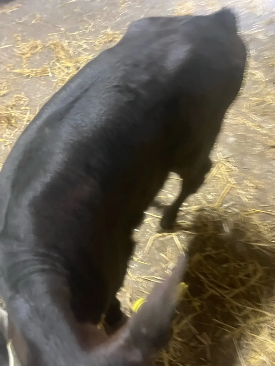 Suck calfs for sale - Image 3