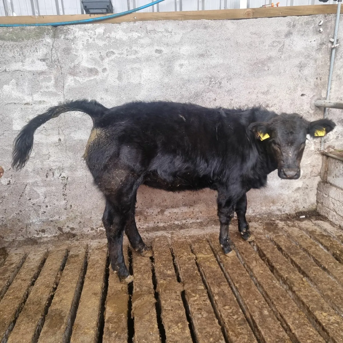 Livestock