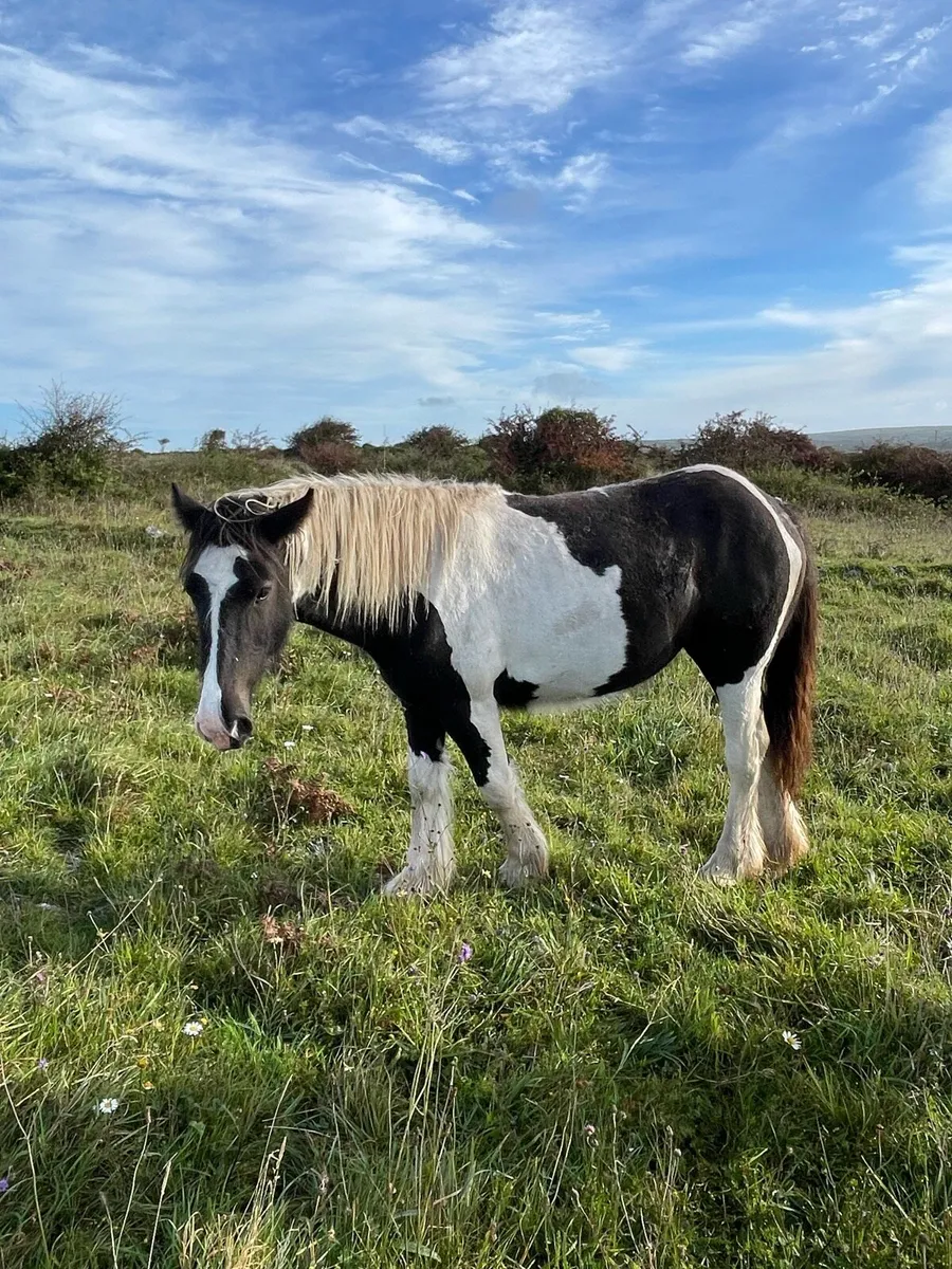 Filly 1.5 YR old - Image 2