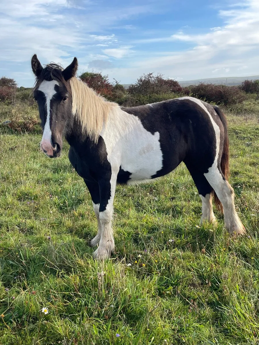 Filly 1.5 YR old - Image 3