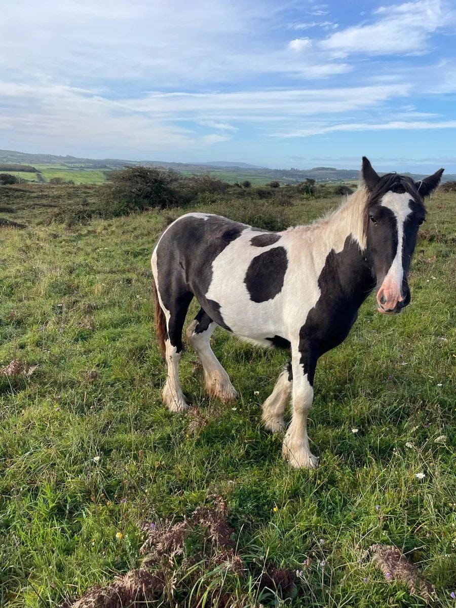 Filly 1.5 YR old - Image 4
