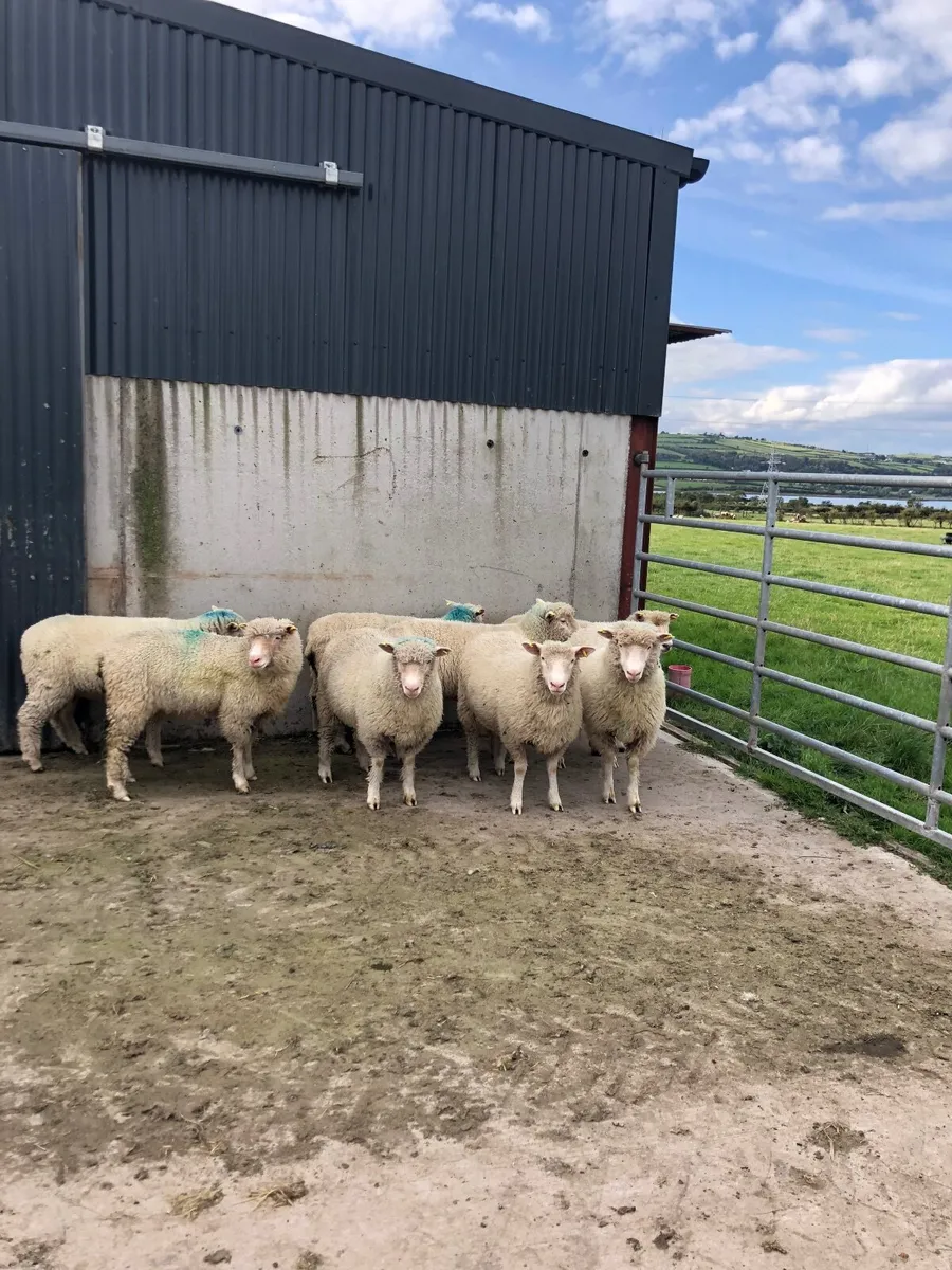 Dorset Ewe lambs - Image 1