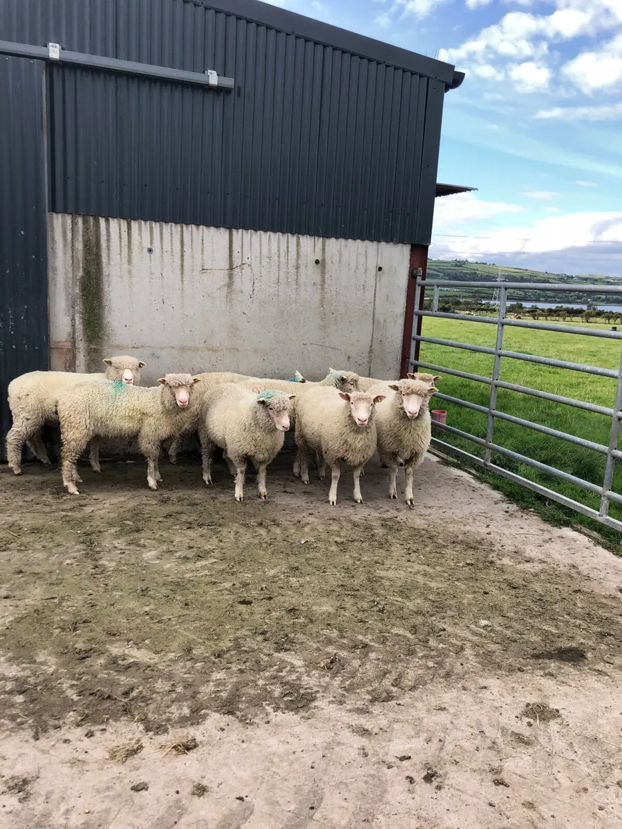 Dorset Ewe lambs - Image 3