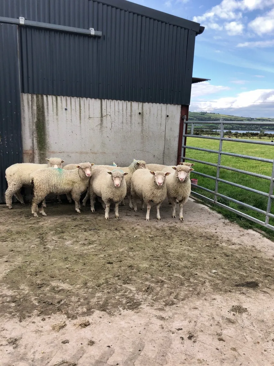 Dorset Ewe lambs - Image 4