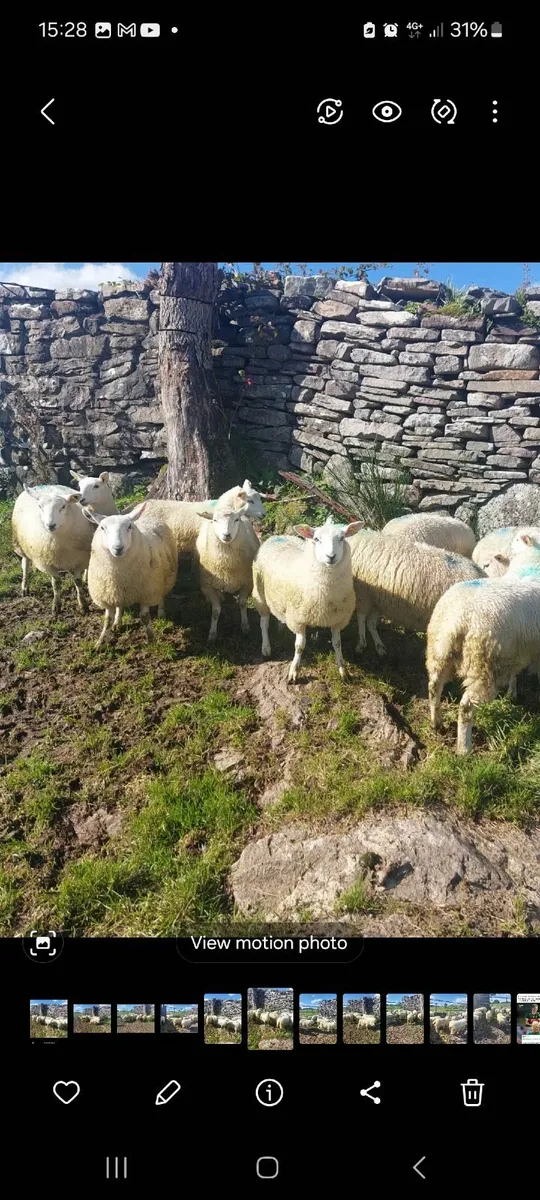 NCC x Ewe lambs - Image 1