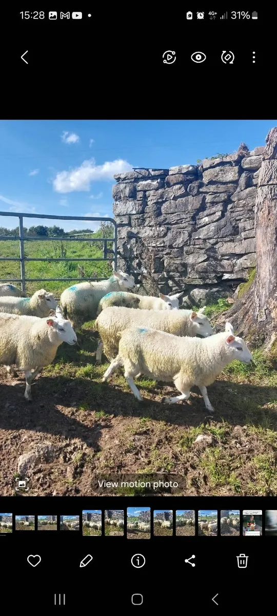 NCC x Ewe lambs - Image 2