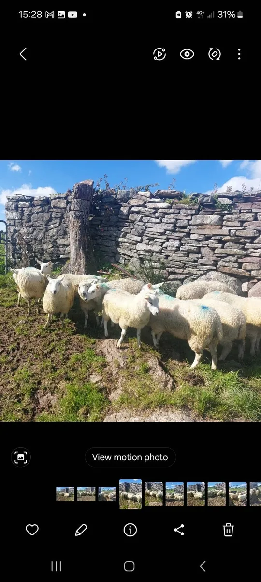 NCC x Ewe lambs - Image 3