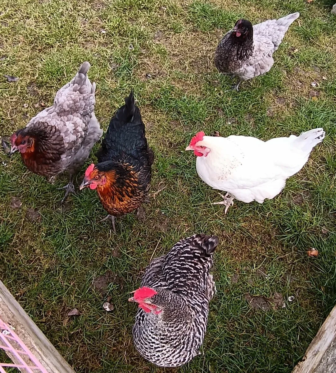 5 laying hens for sale & Pekin Bantams - Image 1