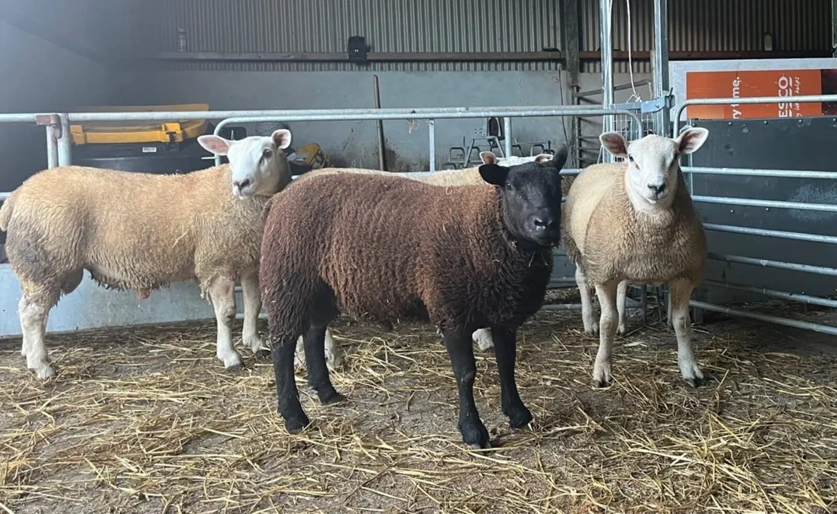 Chartex rams for sale