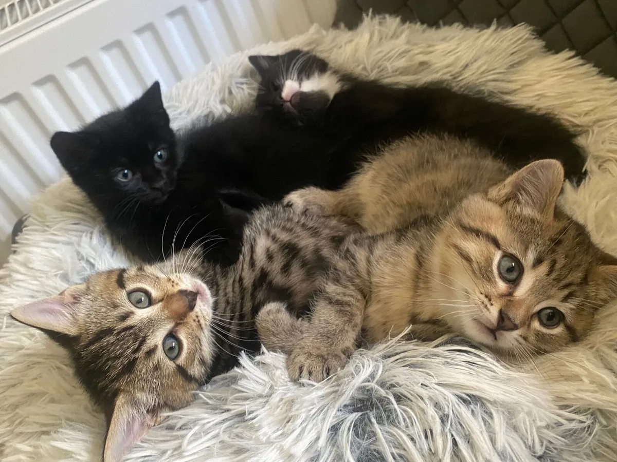 Kittens - Image 1