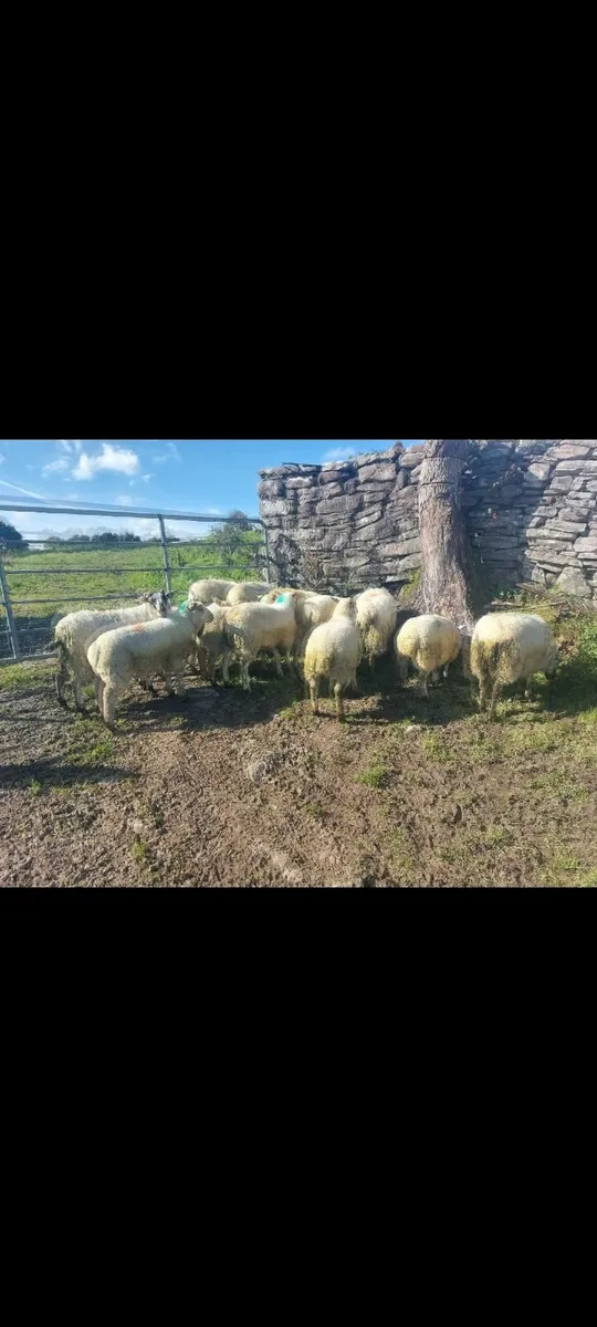Store Lambs - Image 1
