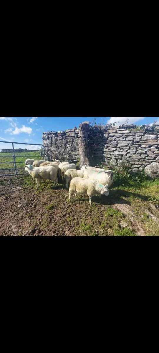 Store Lambs - Image 2