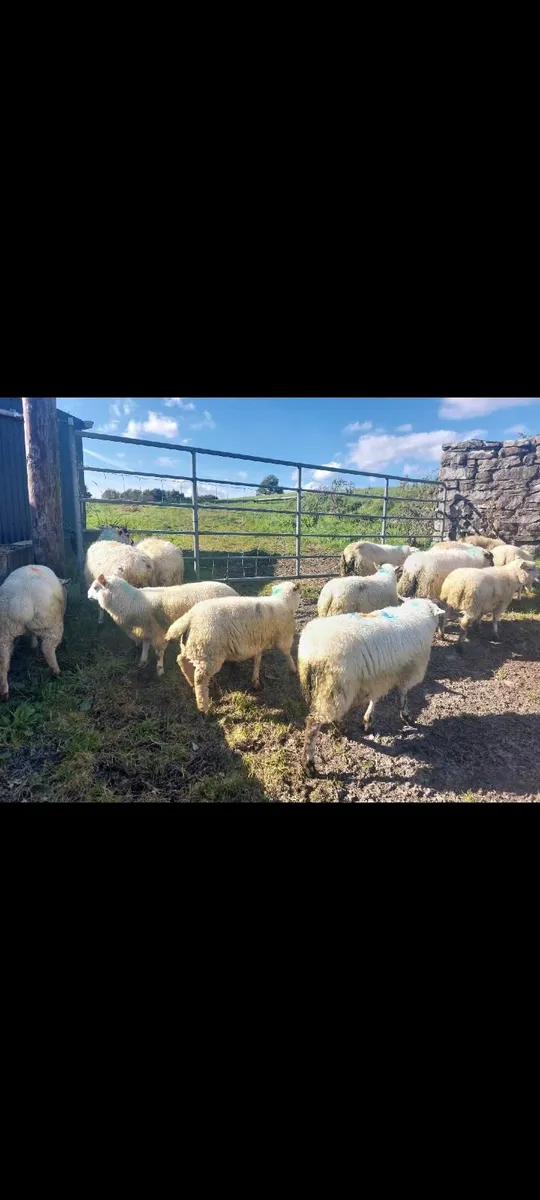 Store Lambs - Image 3