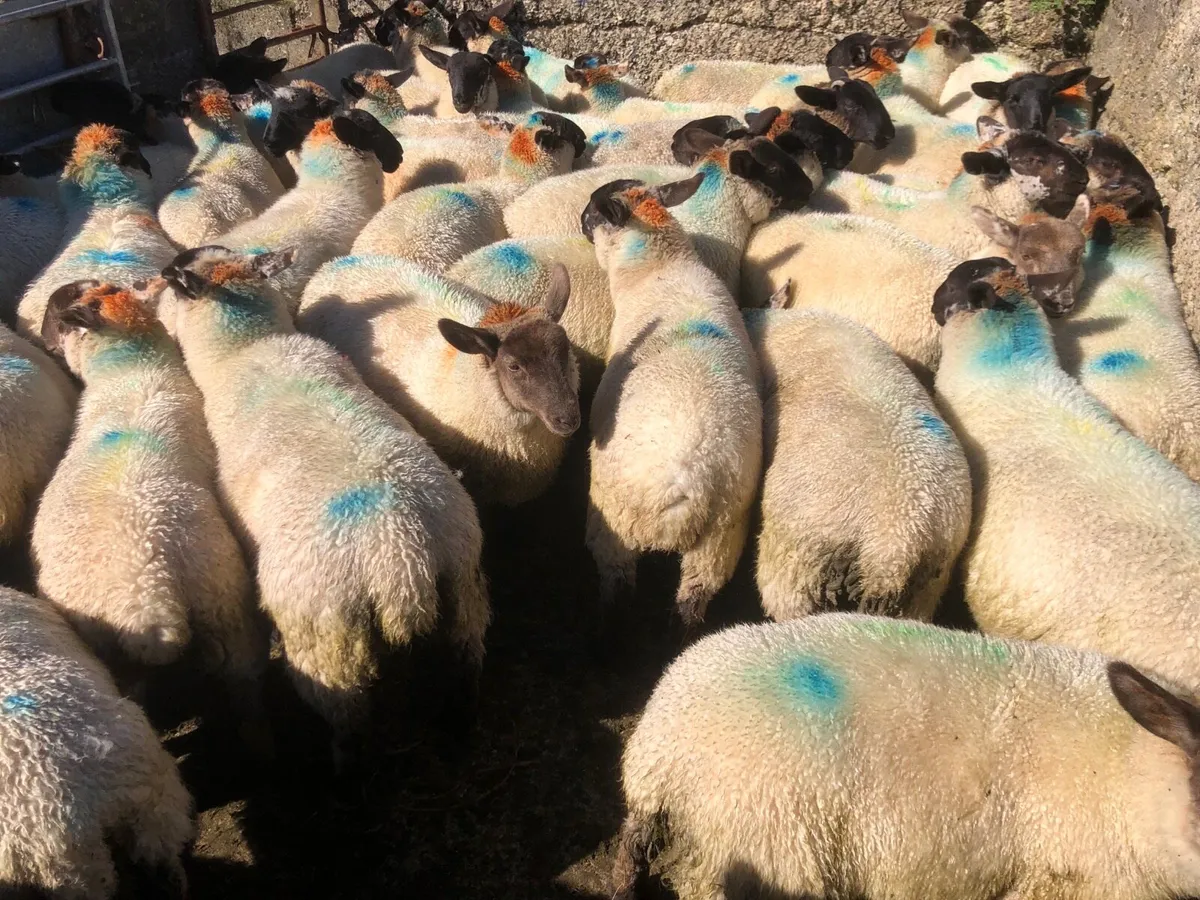🔥Suffolk x  ewe lambs 🔥 - Image 1