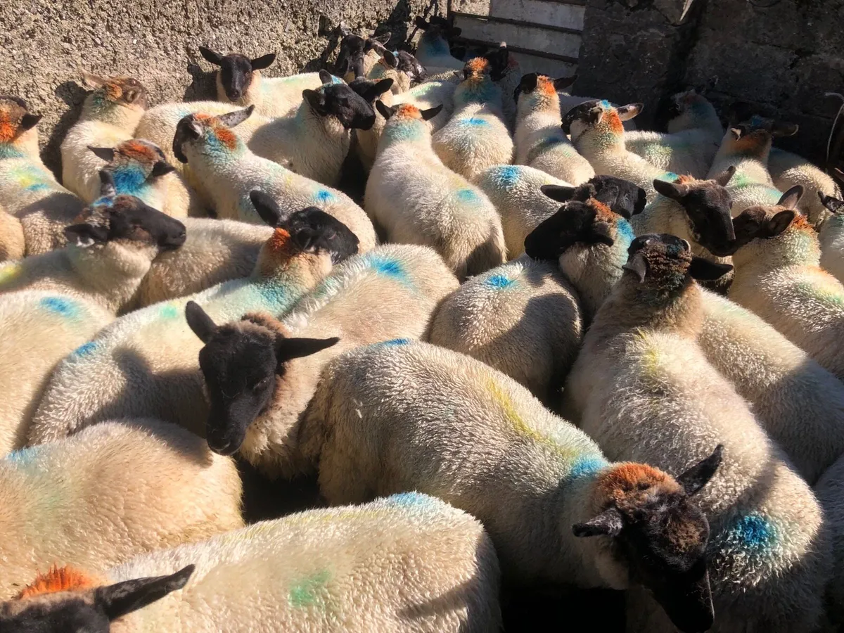 🔥Suffolk x  ewe lambs 🔥 - Image 2