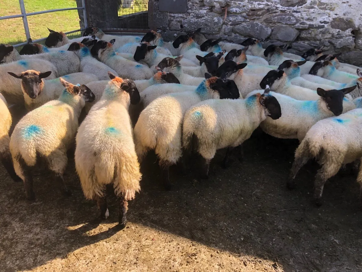 🔥Suffolk x  ewe lambs 🔥 - Image 3
