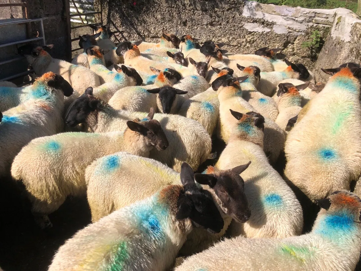 🔥Suffolk x  ewe lambs 🔥 - Image 4