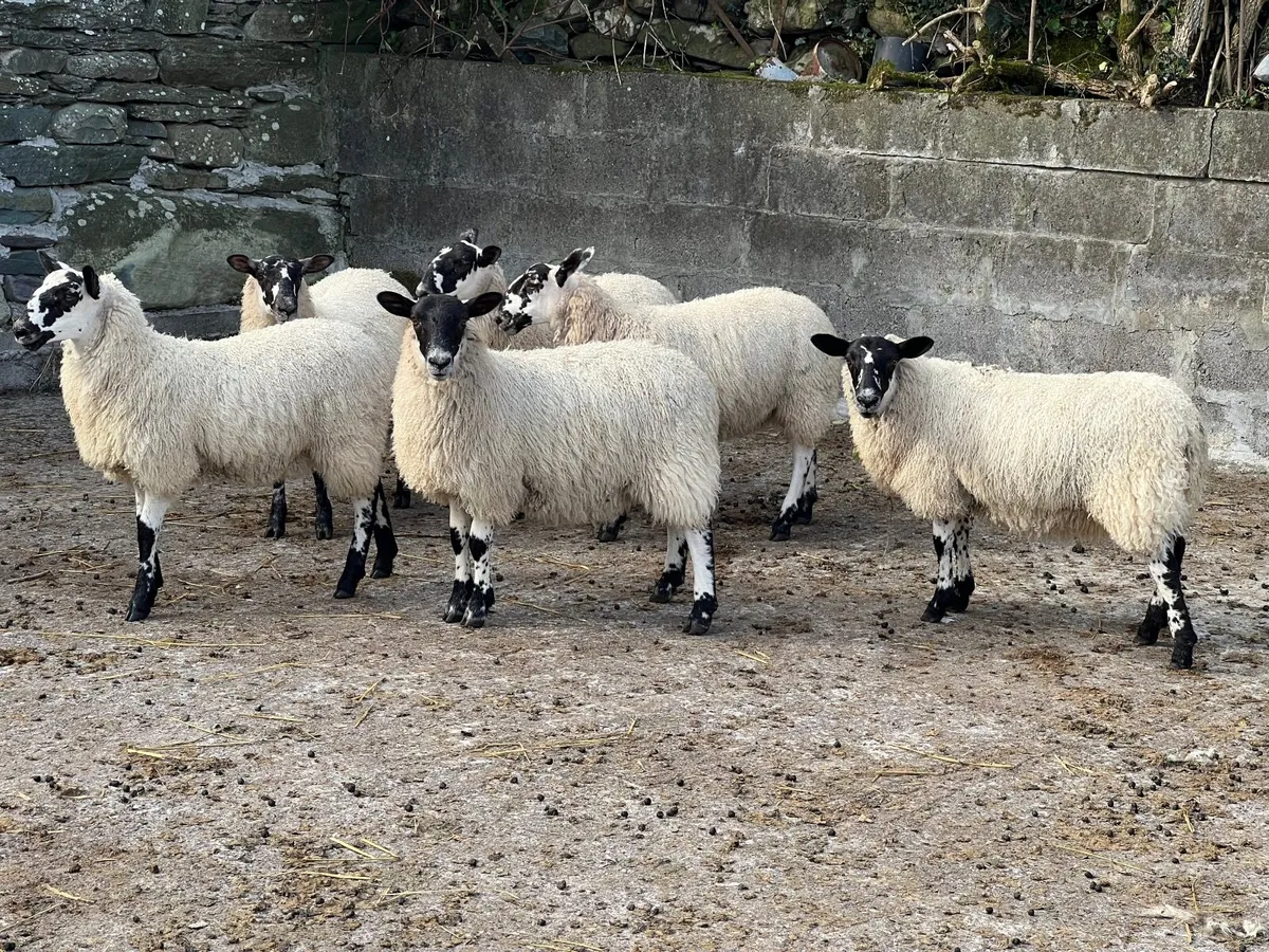 Mule Ewe Lambs - Image 2