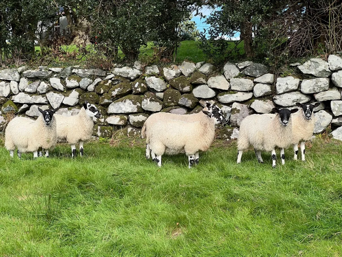 Mule Ewe Lambs - Image 1
