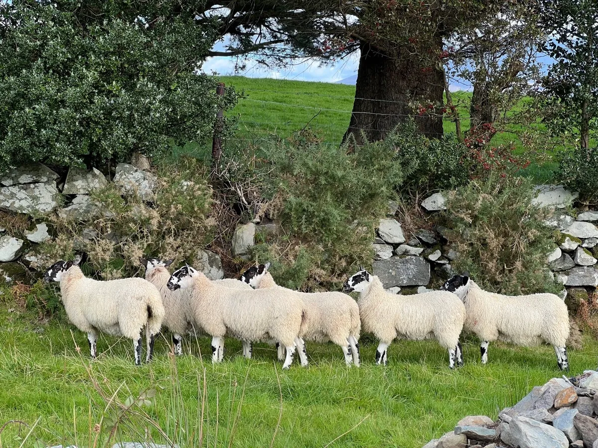 Mule Ewe Lambs - Image 3