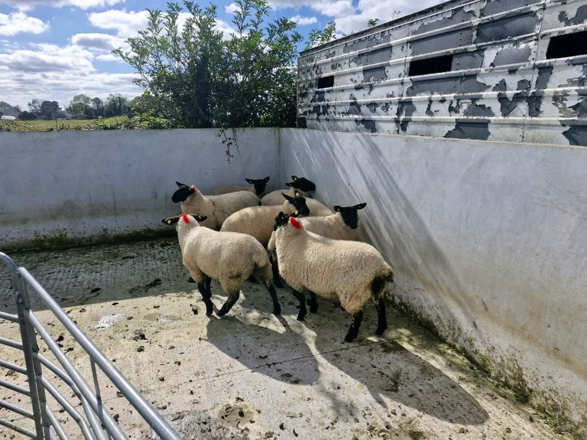 Milford Cross  Ewe Lambs - Image 4
