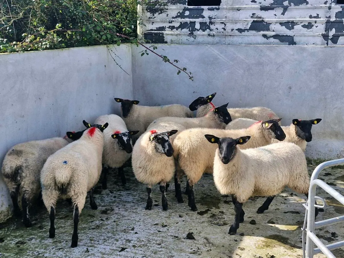 Milford Cross  Ewe Lambs - Image 2