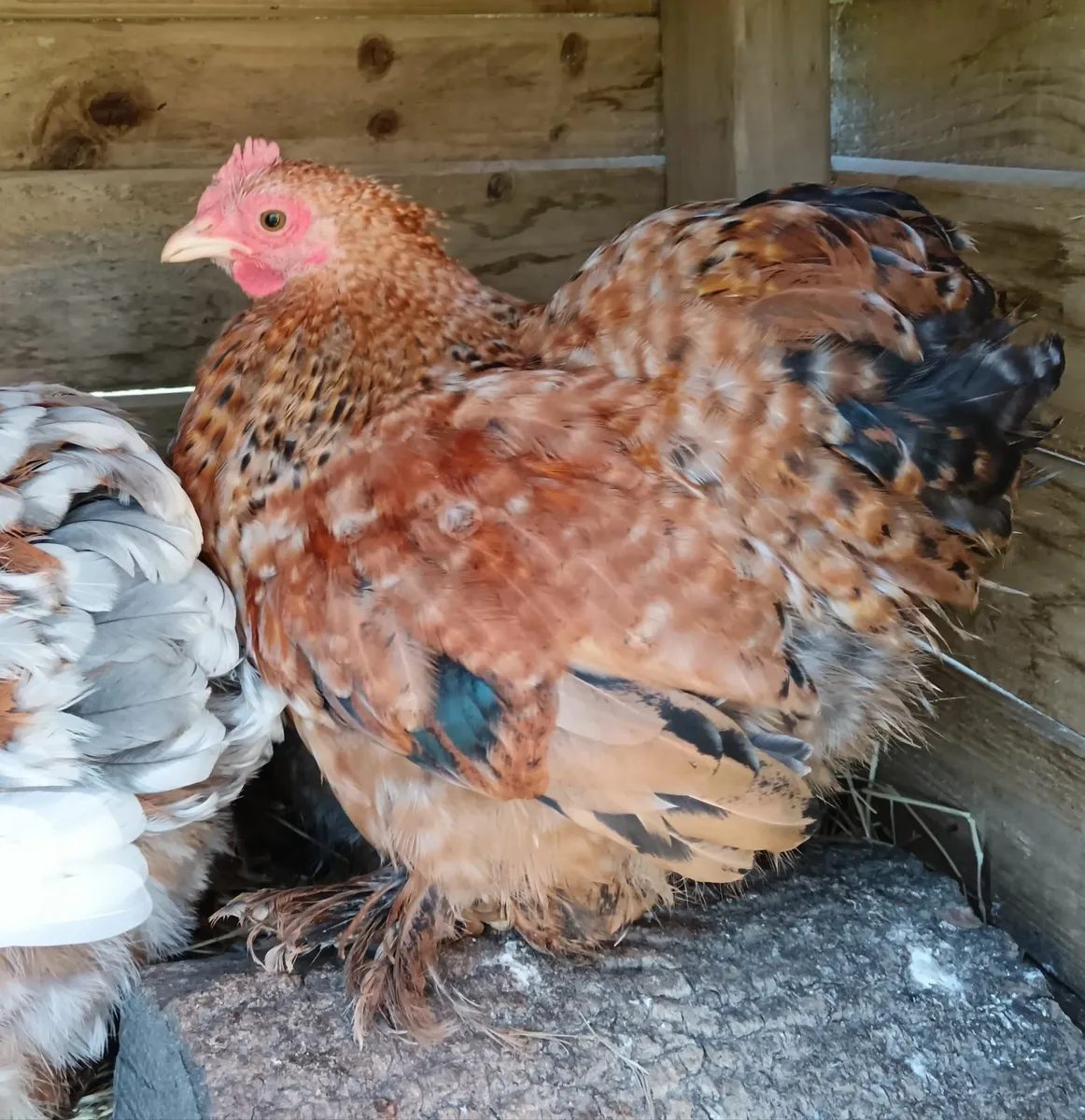 5 laying hens for sale & Pekin Bantams - Image 2