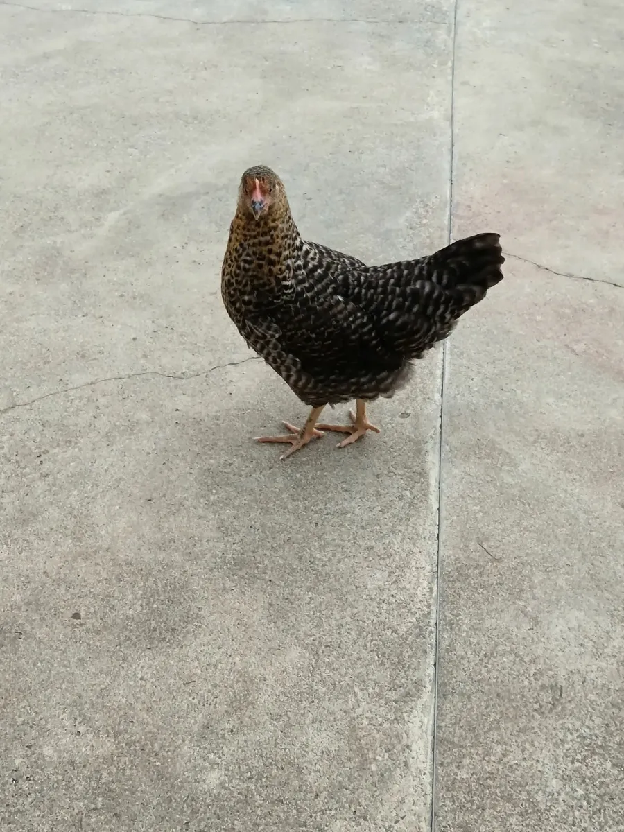 5 laying hens for sale & Pekin Bantams - Image 3