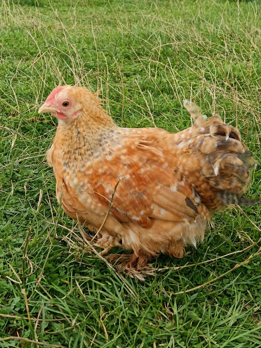 5 laying hens for sale & Pekin Bantams - Image 4