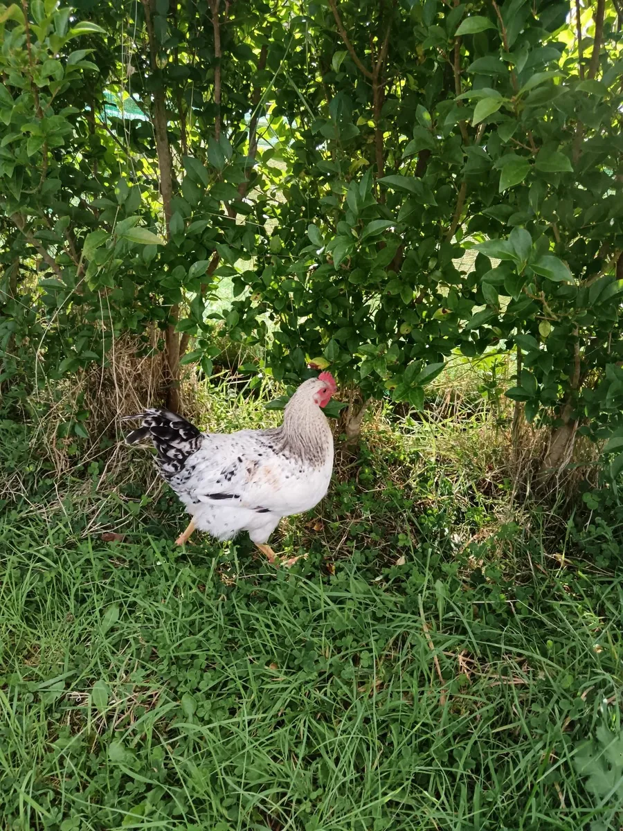 Pekin Cochin Bantam roosters - Image 3