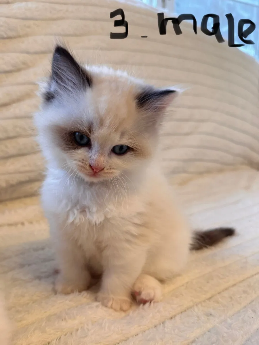 ✨ Gorgeous TICA Registered Ragdoll Kittens ✨ - Image 2