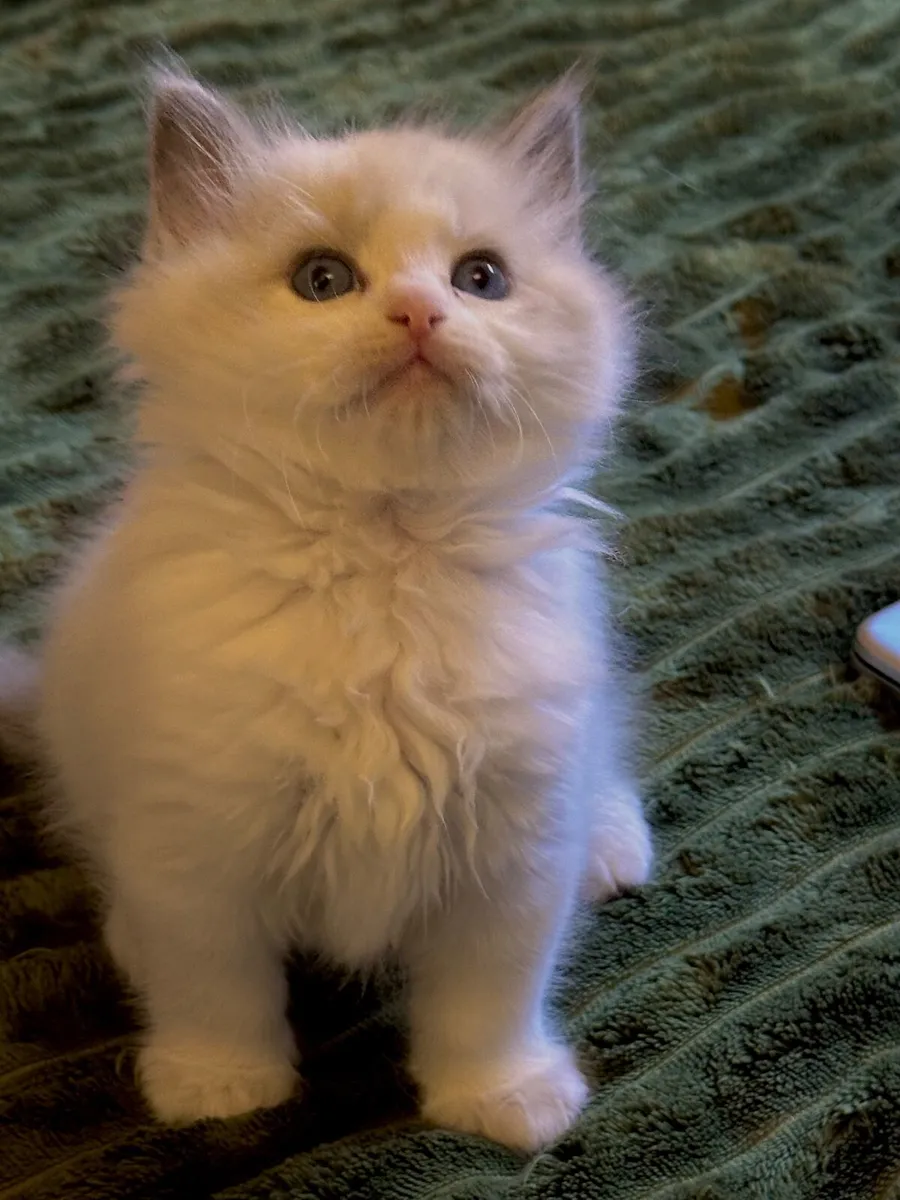 ✨ Gorgeous TICA Registered Ragdoll Kittens ✨ - Image 3