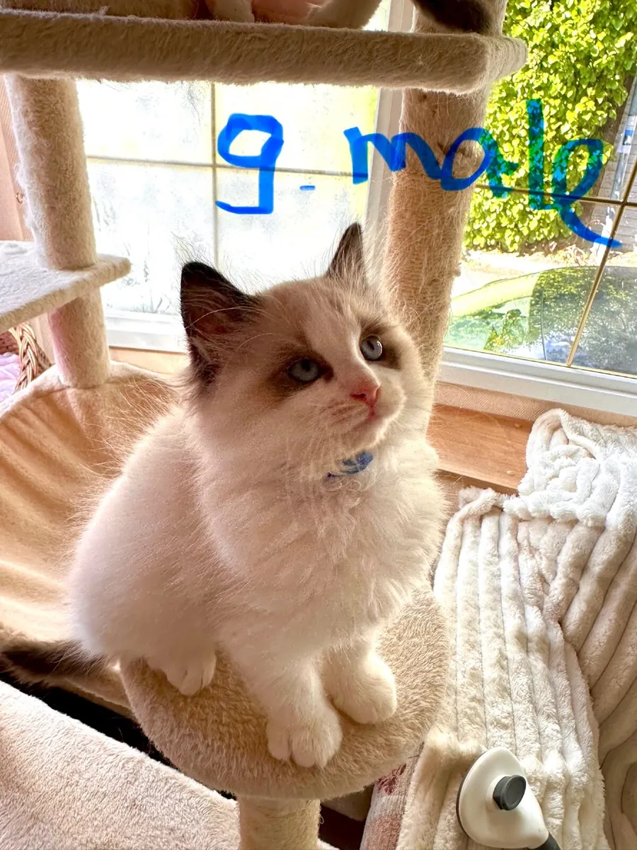 ✨ Gorgeous TICA Registered Ragdoll Kittens ✨ - Image 4