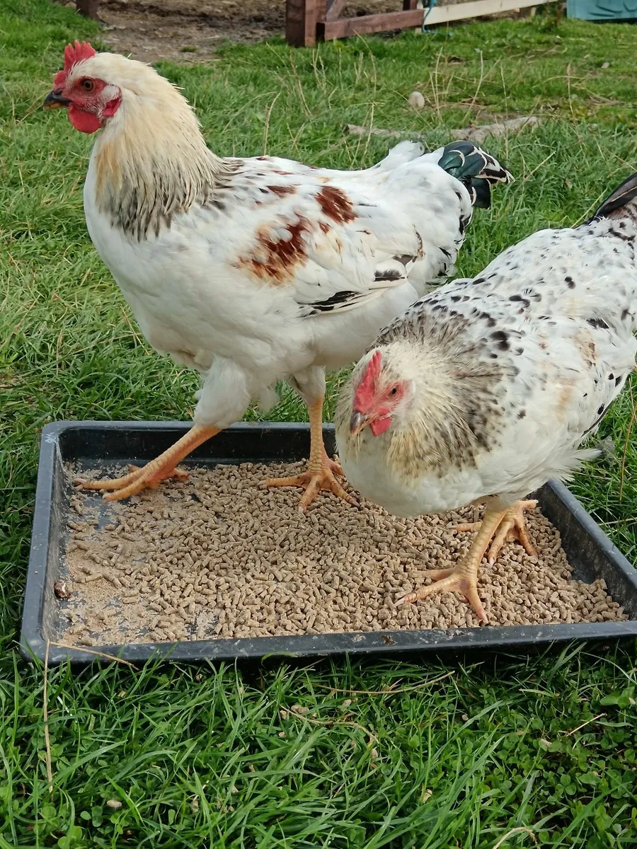 Pekin Cochin Bantam roosters - Image 4